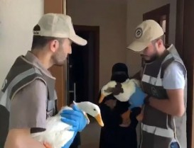 Başakşehir'deki ördekler Ankara'da korumaya alındı