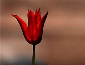 Betül?ün Ölüm Nedeni Ne? 
